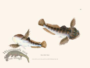 050 River Bull -Head